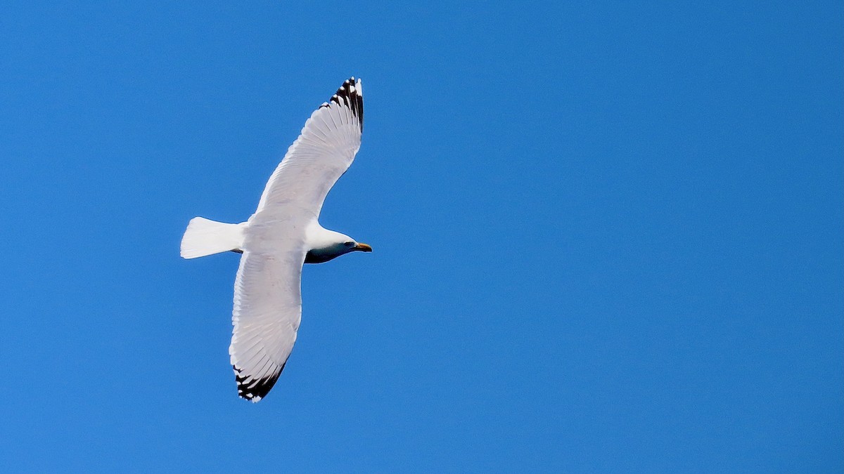 American Herring Gull - ML637601725