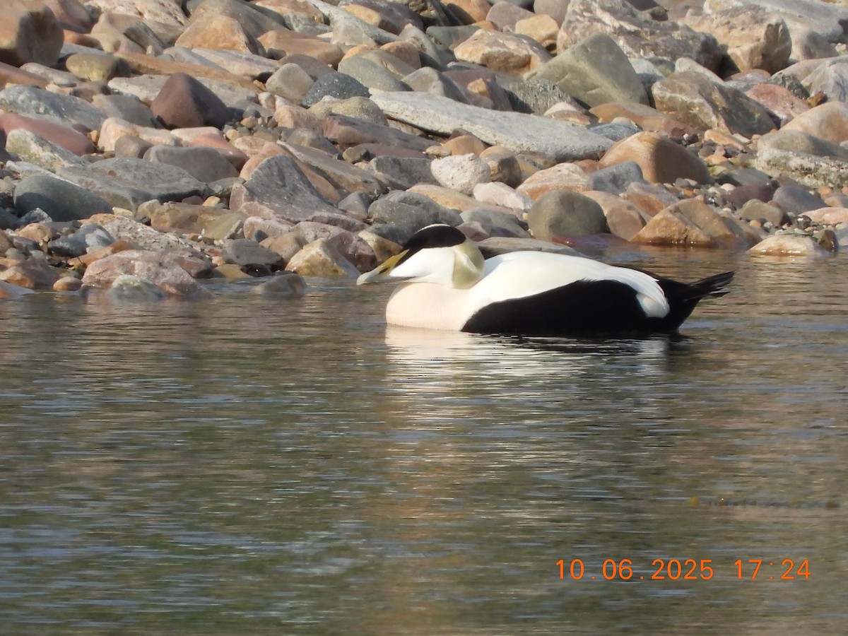 Common Eider - ML637601728