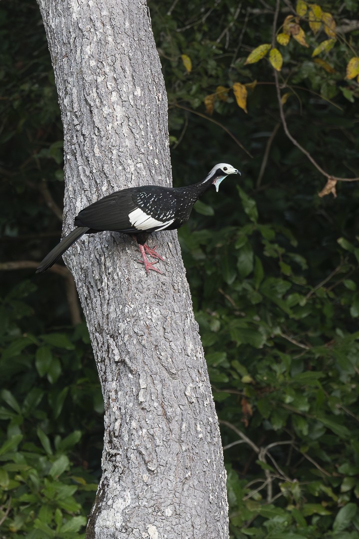 White-throated Piping-Guan - ML637601731