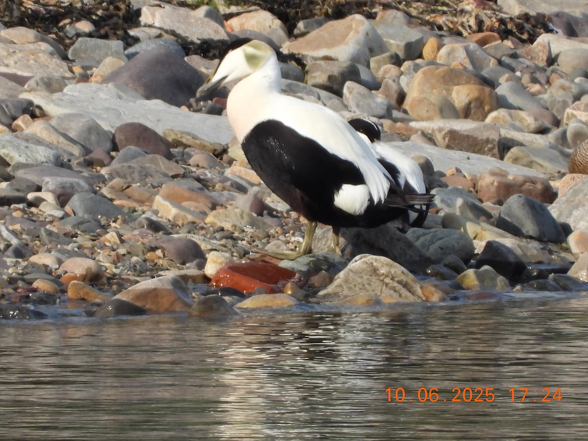 Common Eider - ML637601736