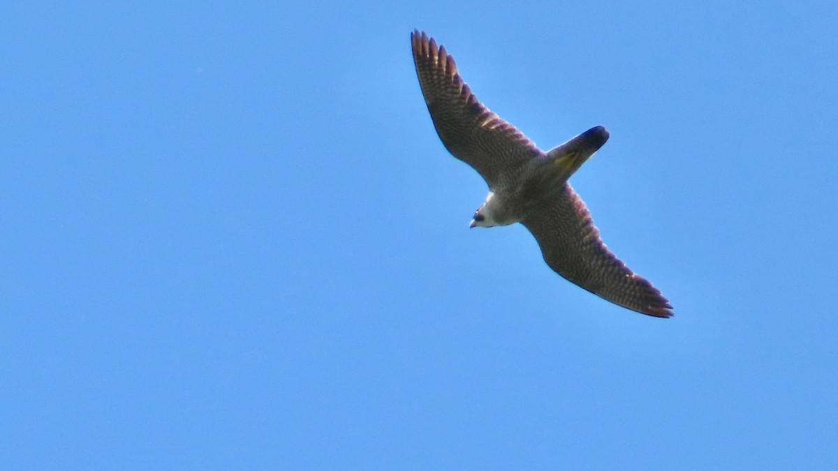 Эгэл шонхор - ML637601745