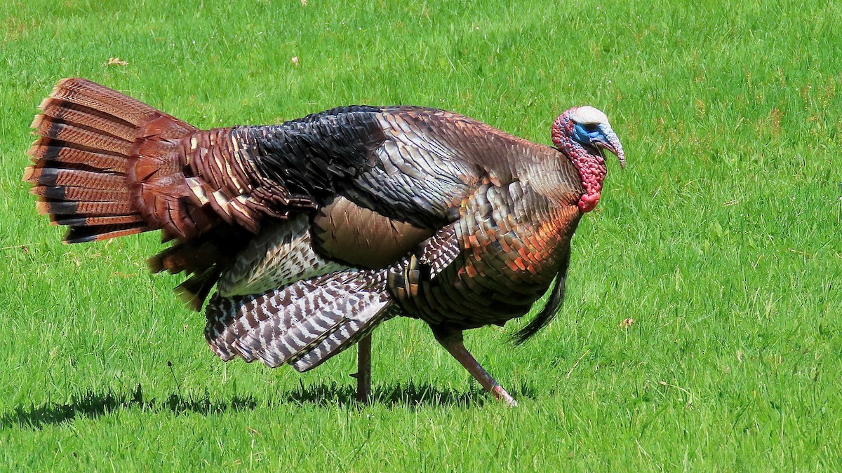 Wild Turkey - ML637601772