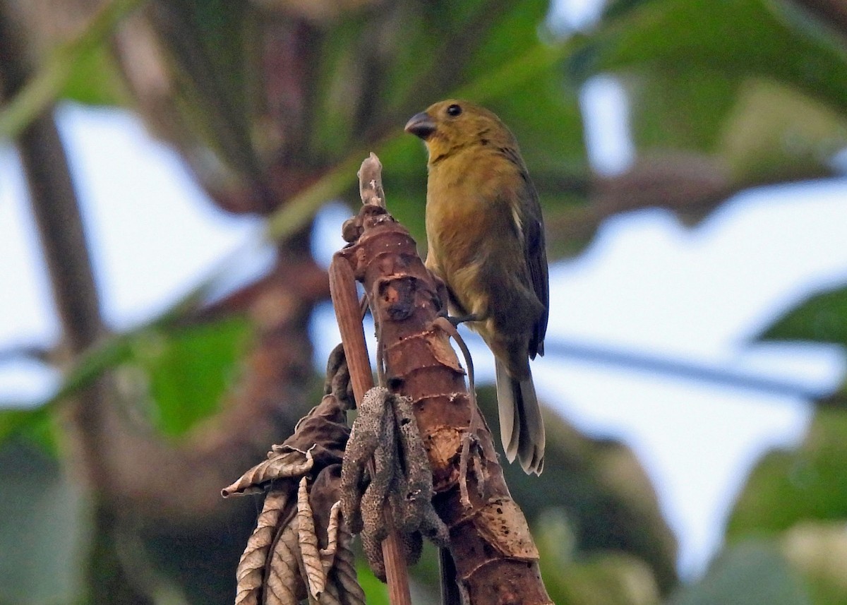 Variable Seedeater - ML637601818