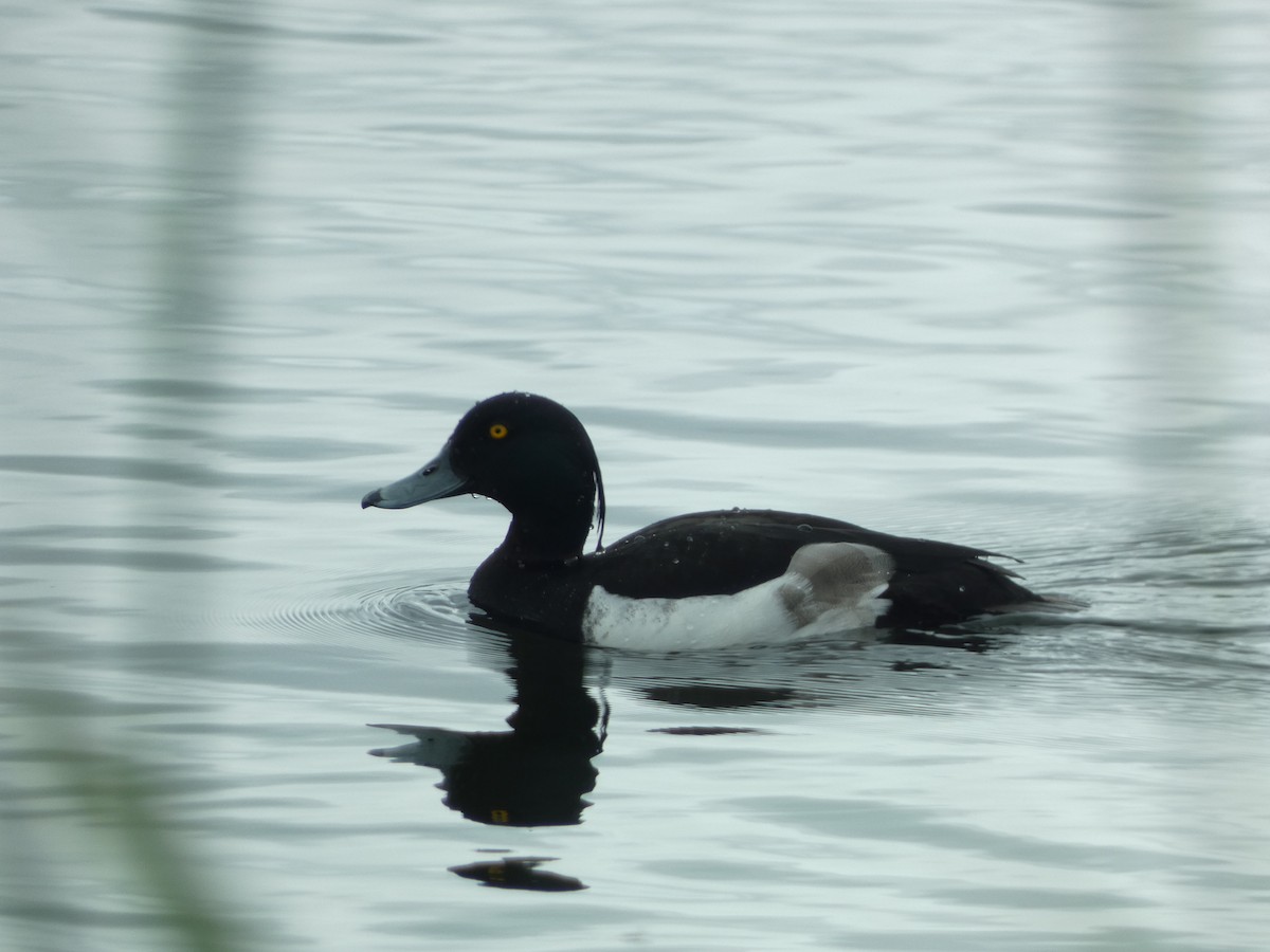 Tufted Duck - ML637601829