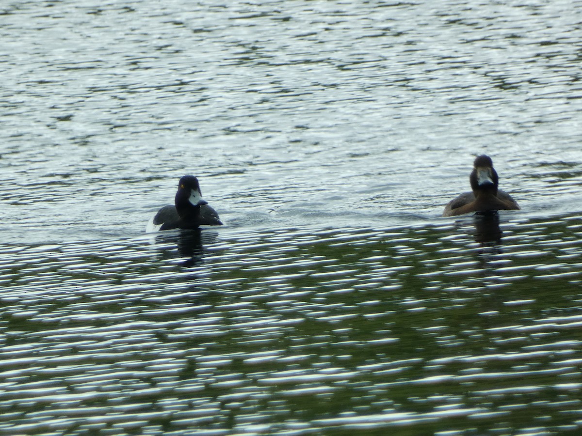 Tufted Duck - ML637601831