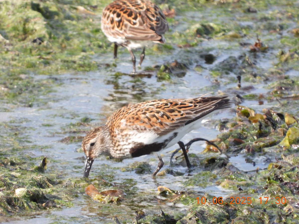 Dunlin - ML637601841