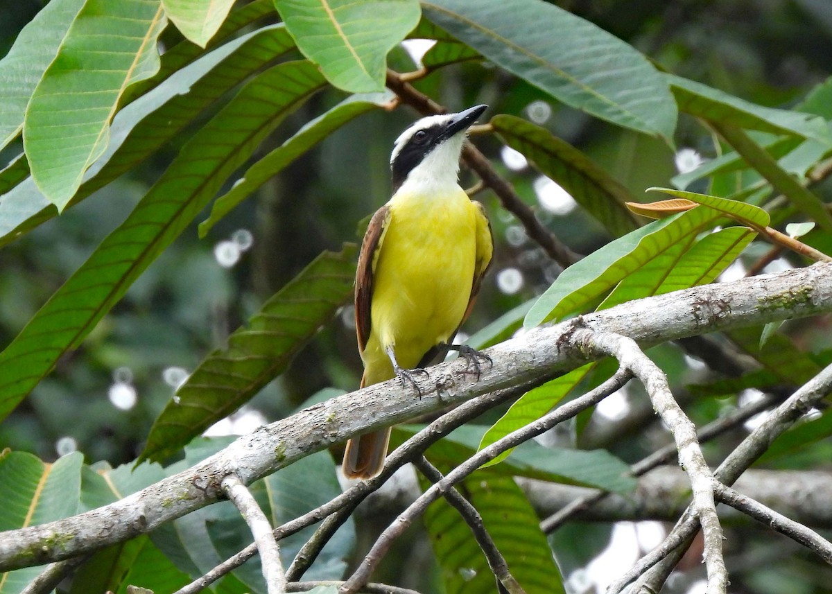 Great Kiskadee - ML637601842