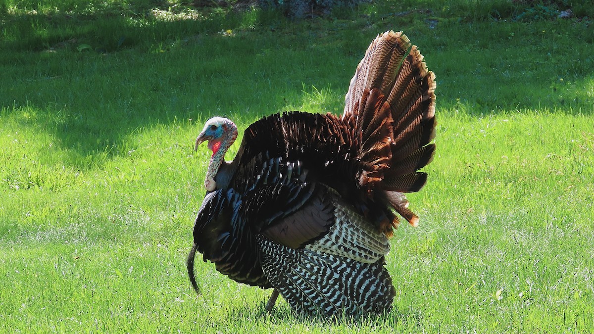 Wild Turkey - ML637601846