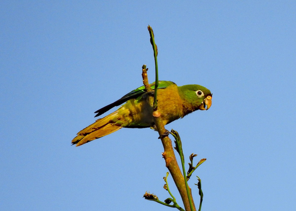 Olive-throated Parakeet - ML637601848