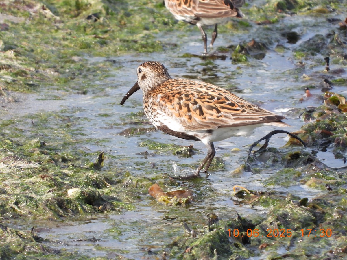Dunlin - ML637601849