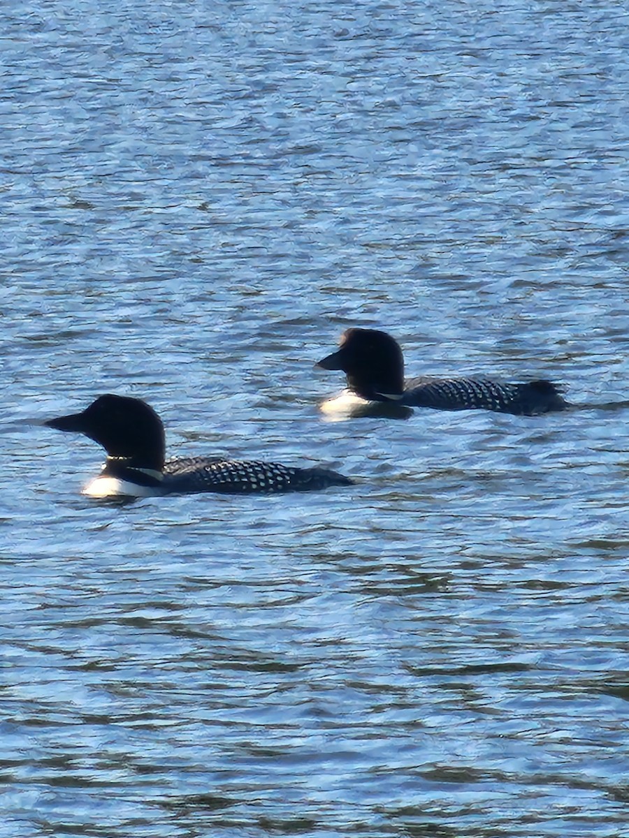 Common Loon - ML637601861