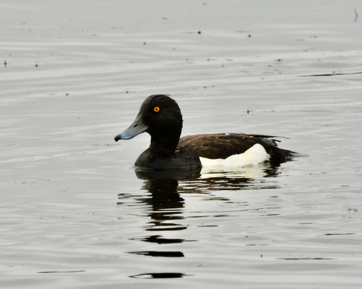 Tufted Duck - ML637601870