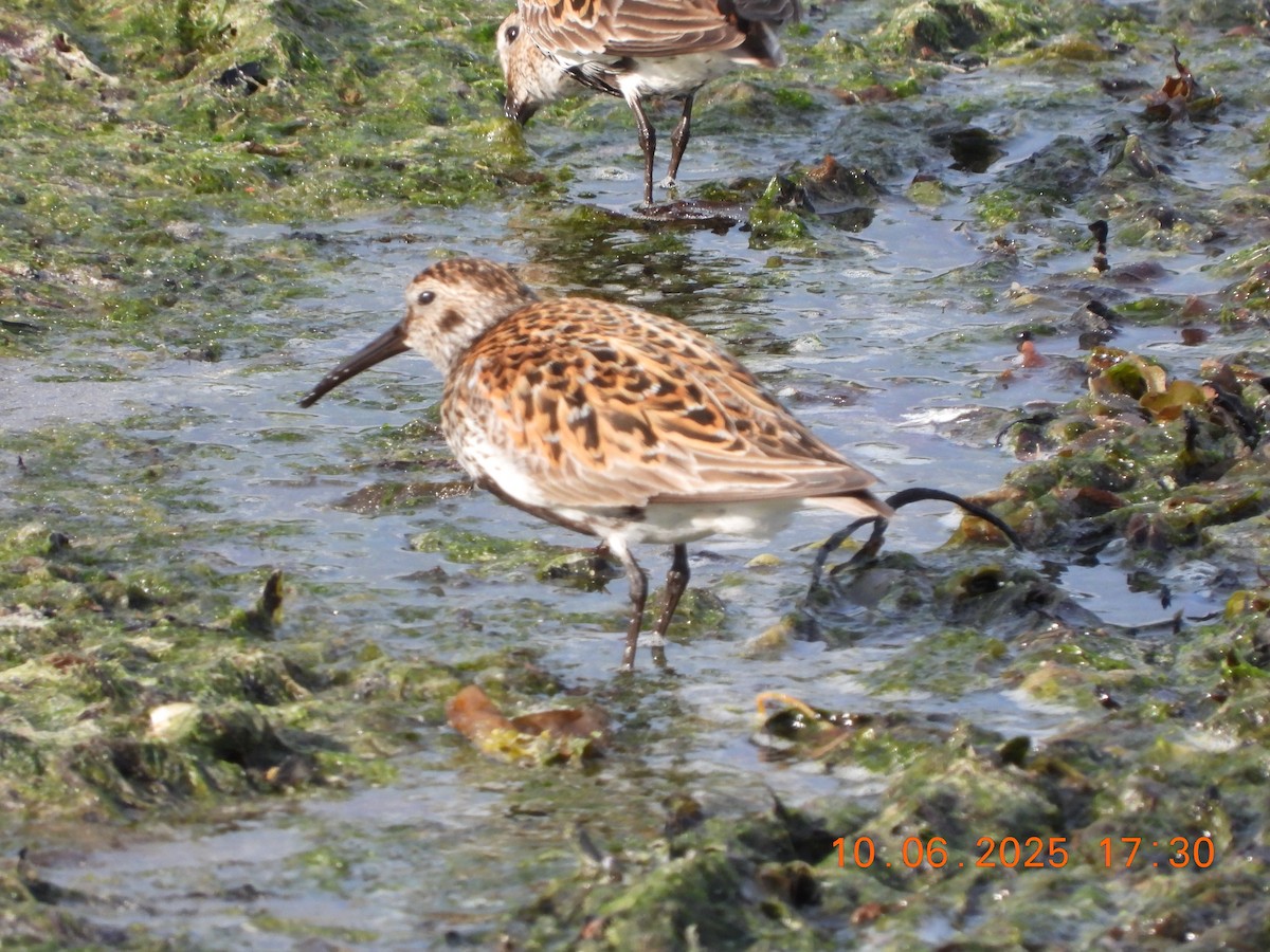 Dunlin - ML637601871
