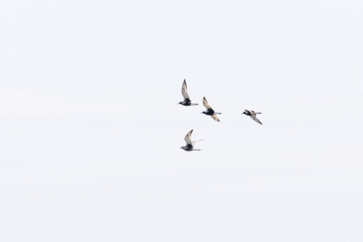 Black-bellied Plover - ML637601872