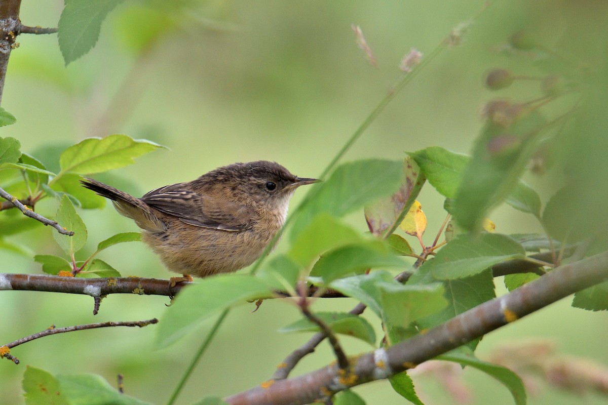 Pacific Wren - ML637601874