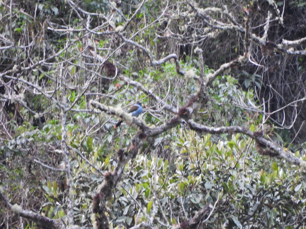 Gray-breasted Mountain-Toucan - ML637601877