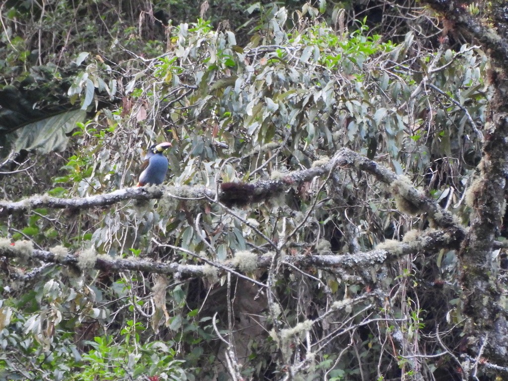 Gray-breasted Mountain-Toucan - ML637601880