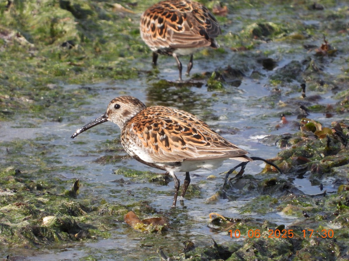 Dunlin - ML637601887