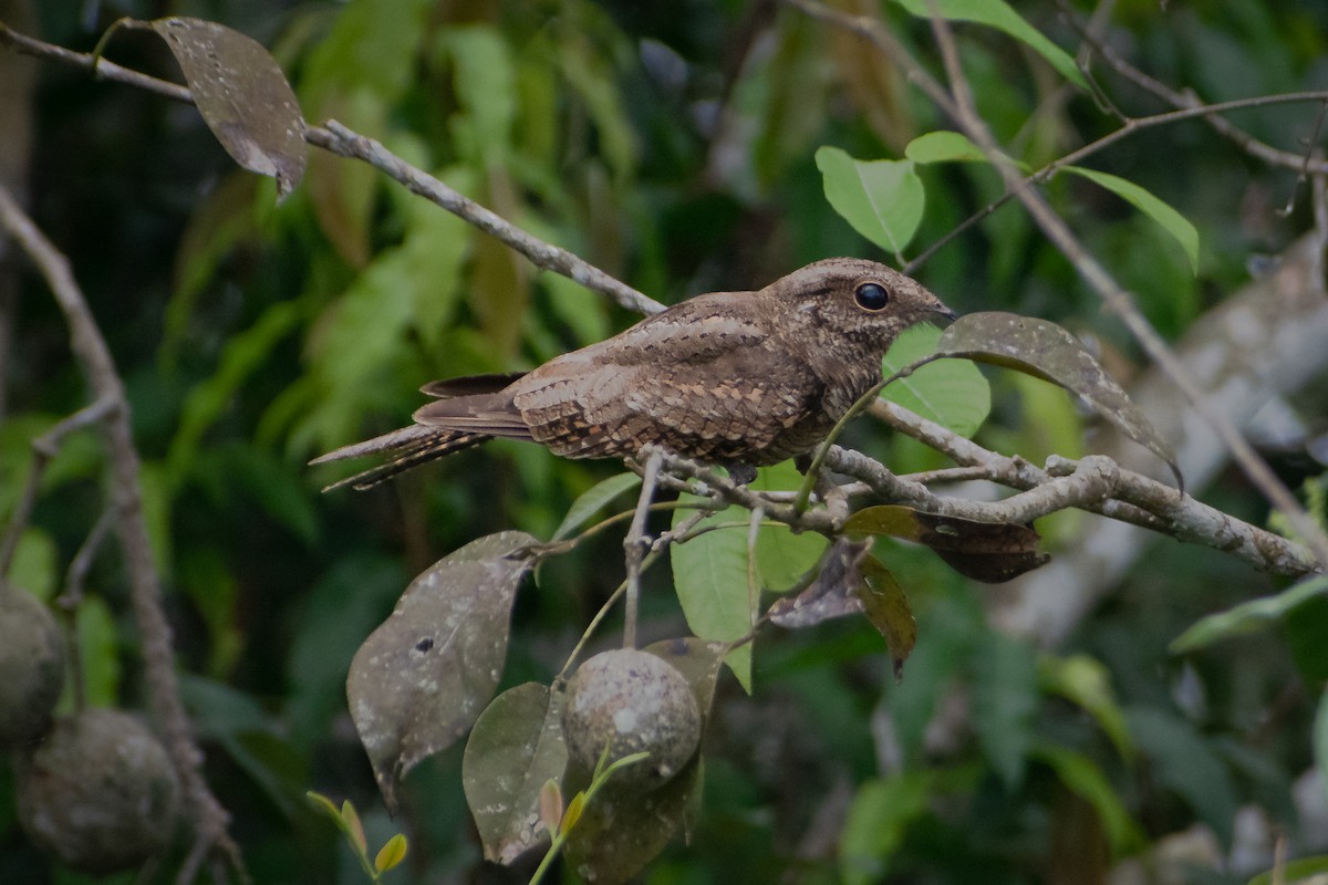 Ladder-tailed Nightjar - ML637601900