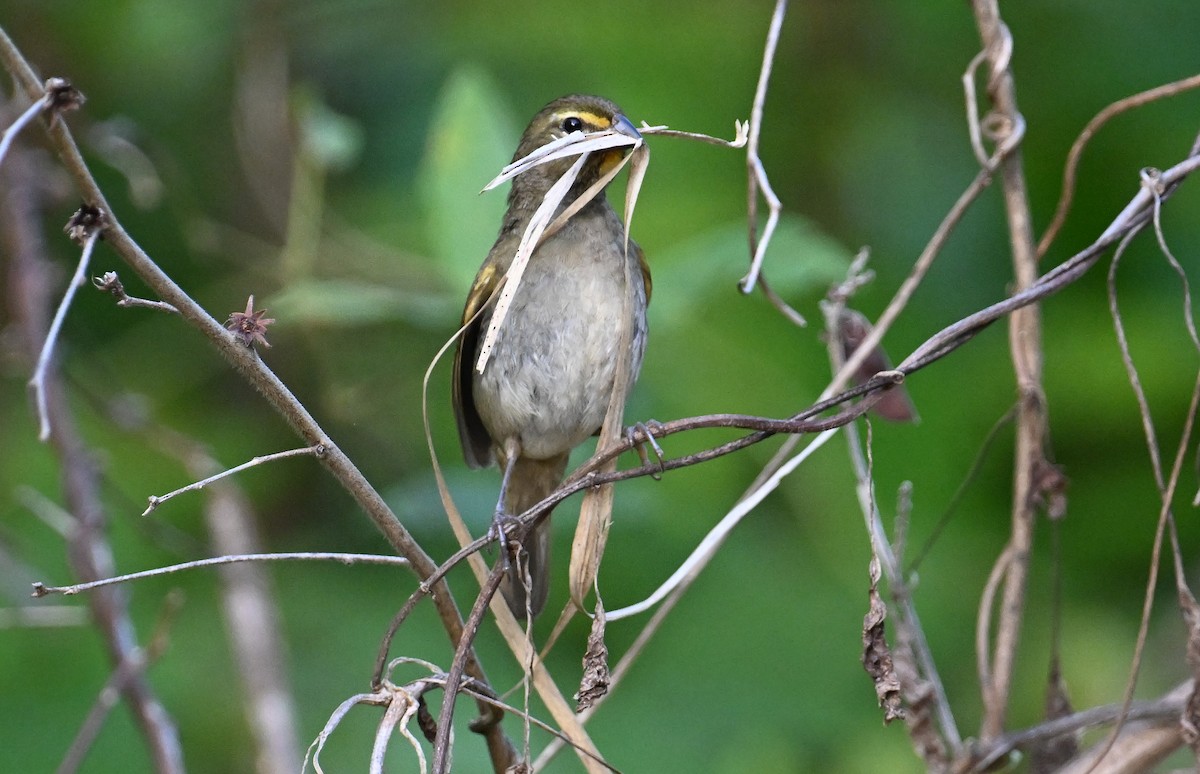 Yellow-faced Grassquit - ML637601952
