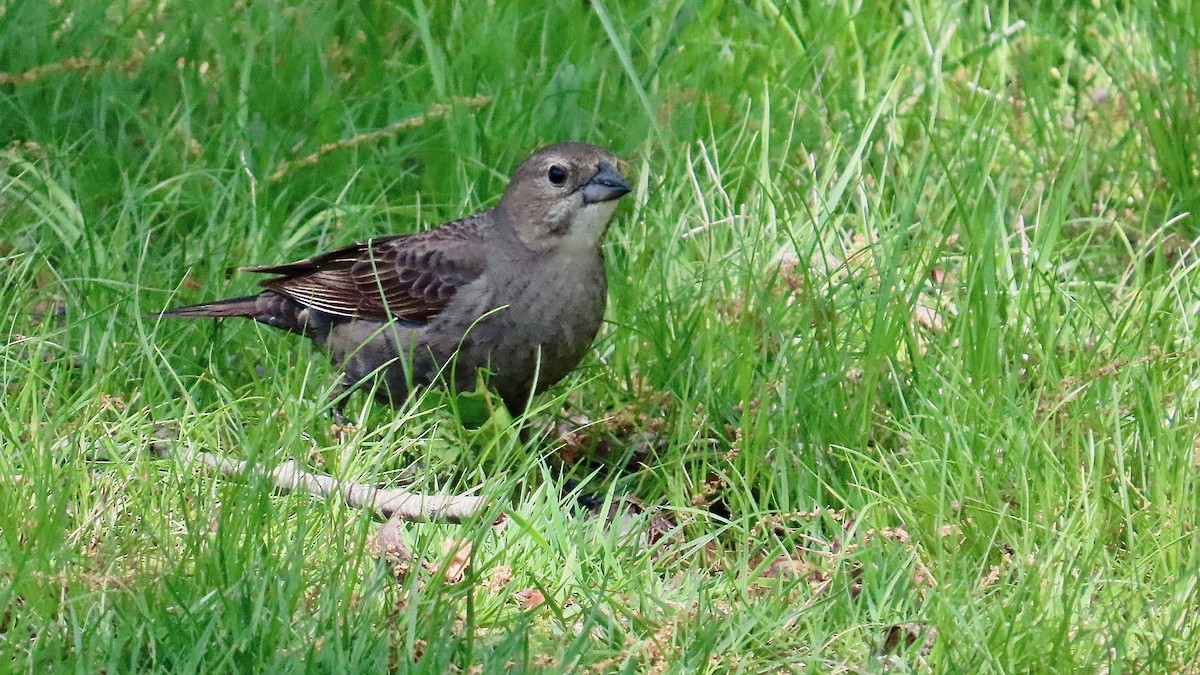 Brown-headed Cowbird - ML637601959