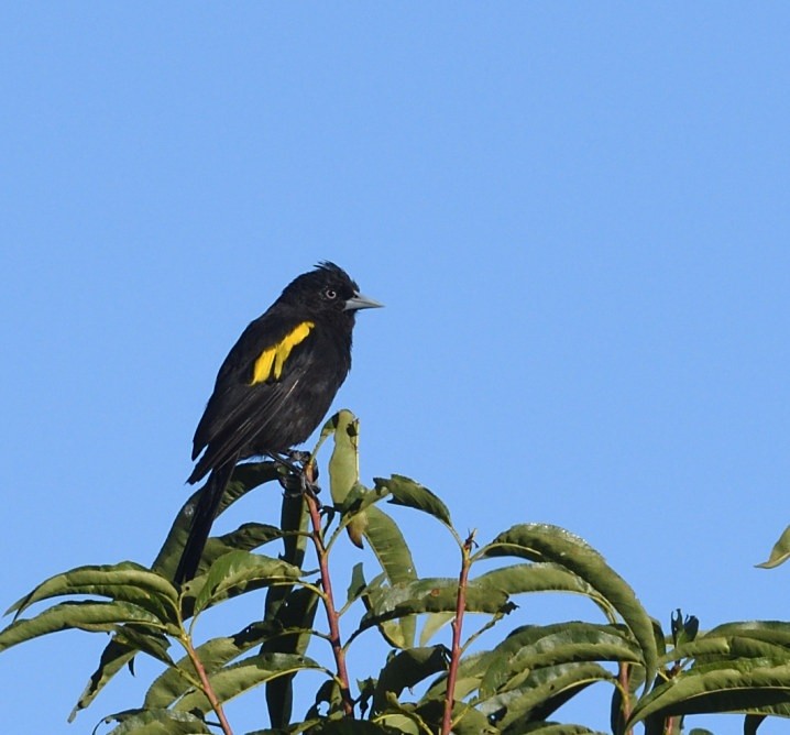 Golden-winged Cacique - ML637601972