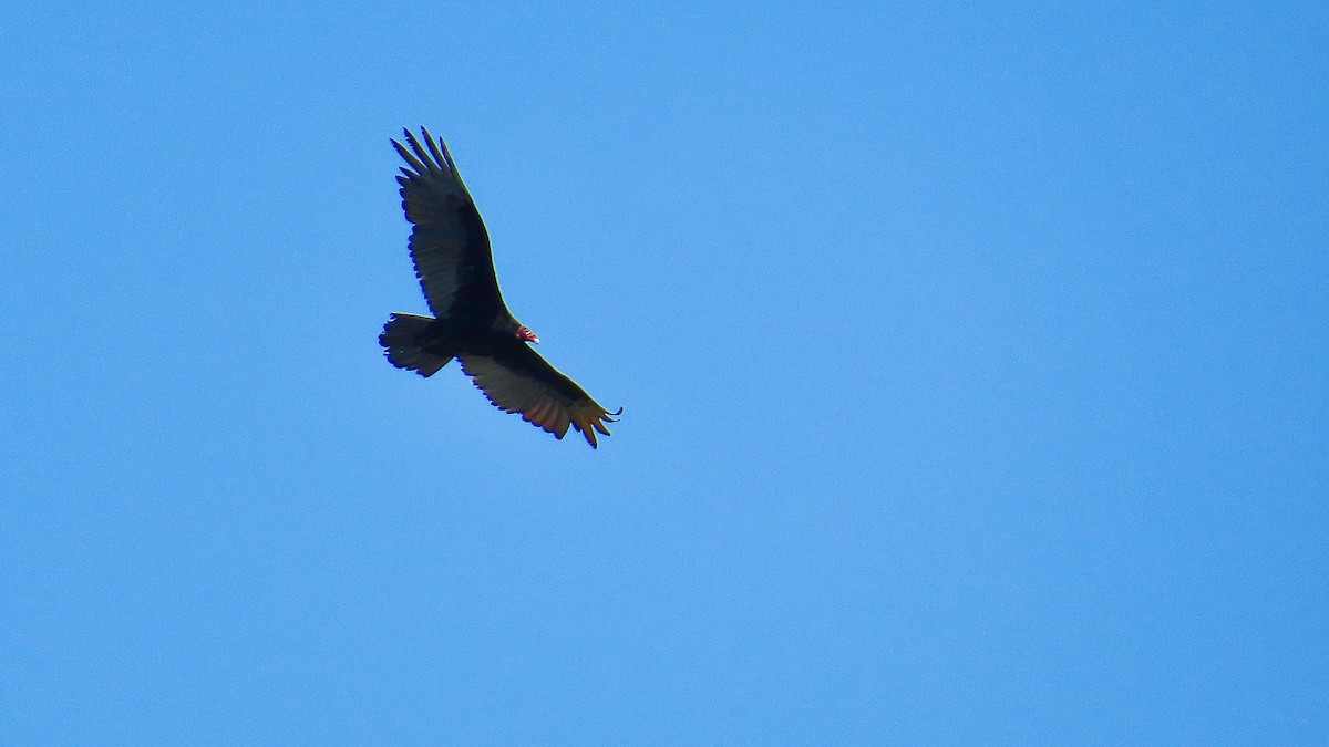 Turkey Vulture - ML637601997