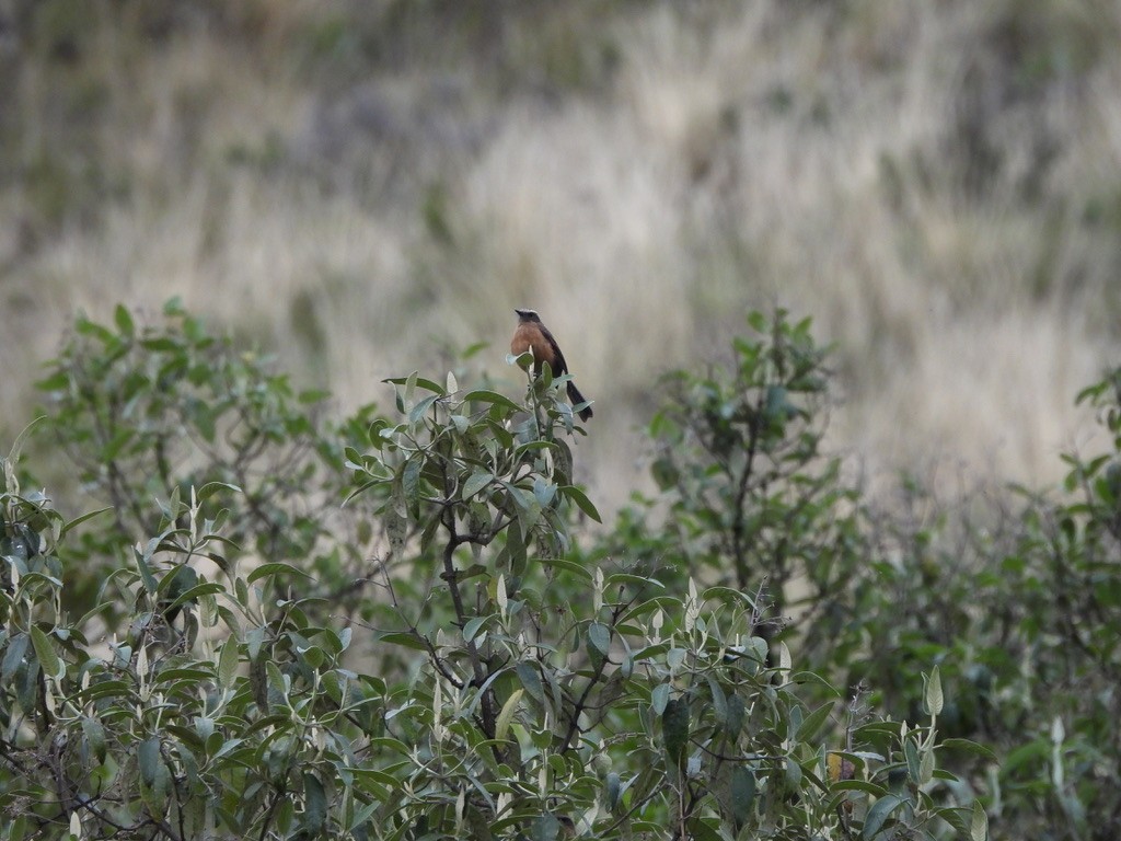Brown-backed Chat-Tyrant - ML637601998