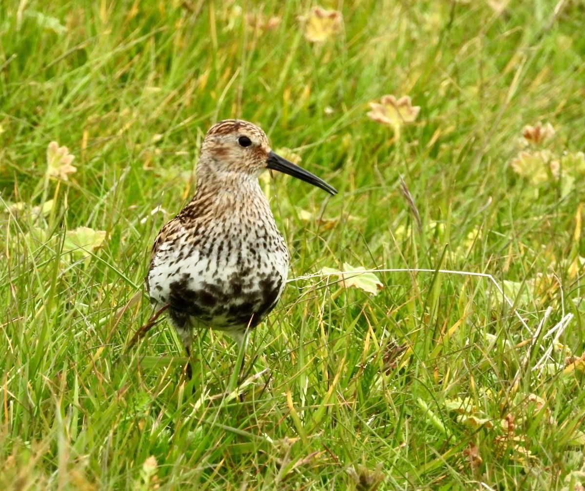 Dunlin - ML637602000