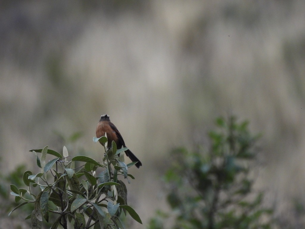 Brown-backed Chat-Tyrant - ML637602003