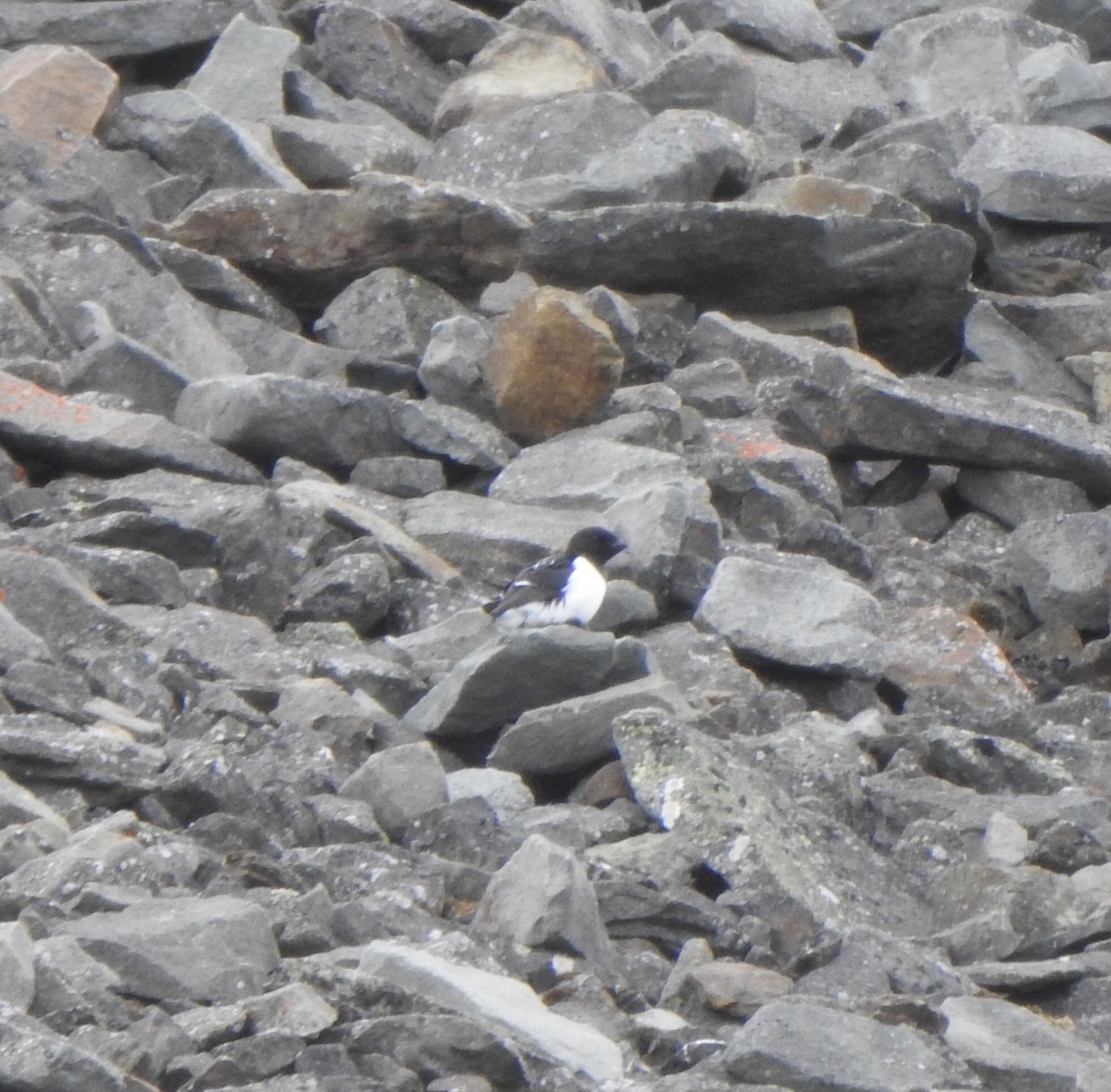 Dovekie - ML637602012
