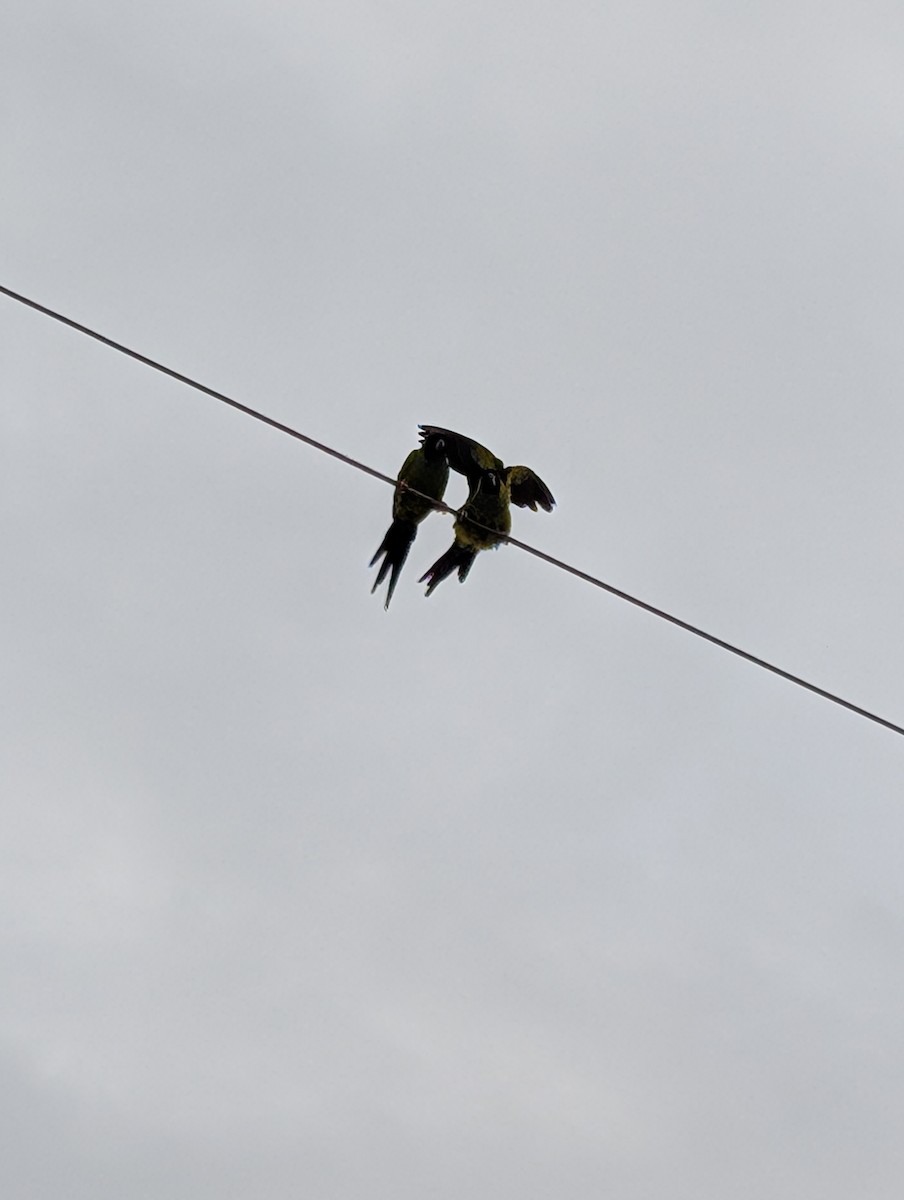 Nanday Parakeet - ML637602014