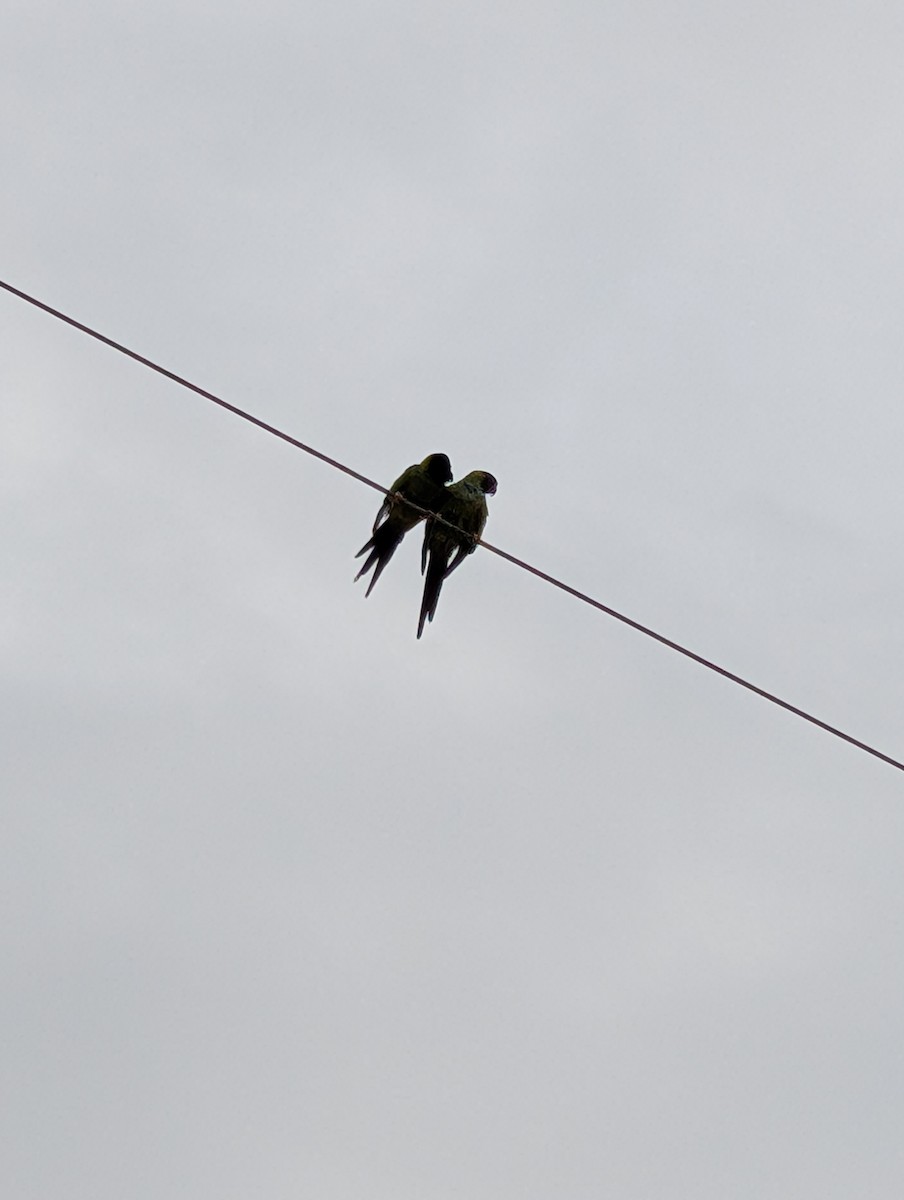 Nanday Parakeet - ML637602015