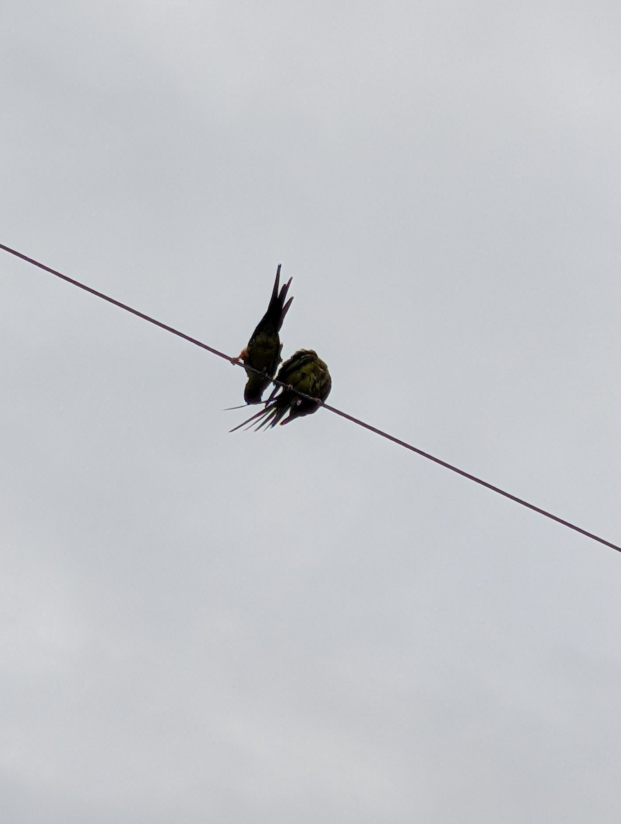 Nanday Parakeet - ML637602016