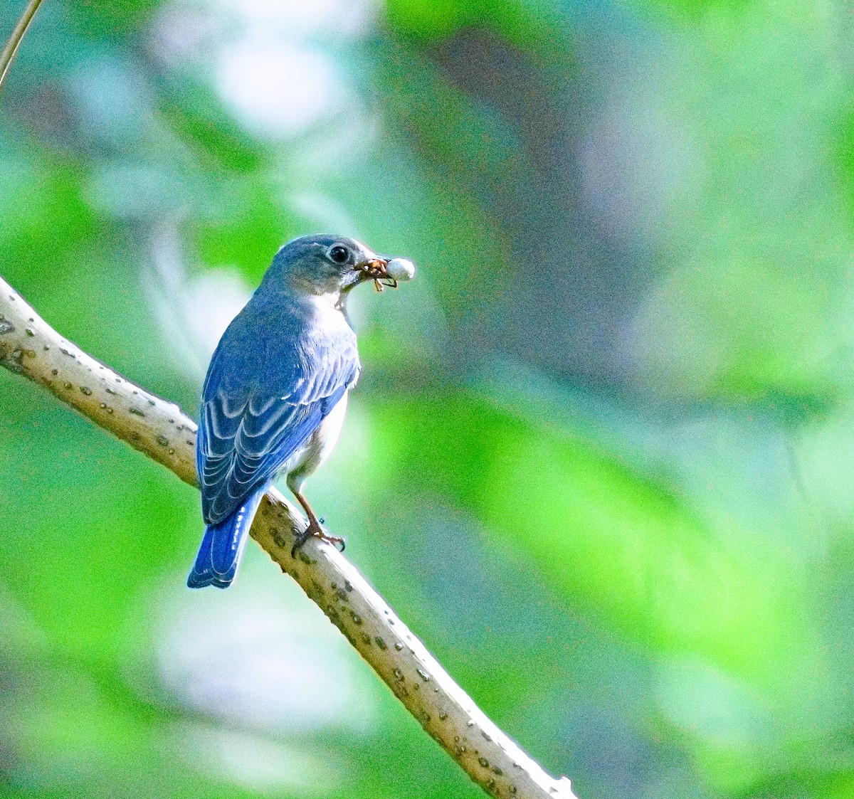 Eastern Bluebird - ML637602032