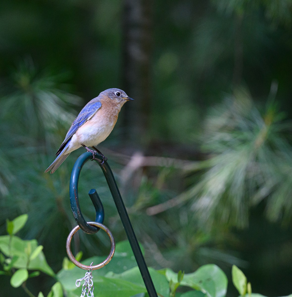 Eastern Bluebird - ML637602072