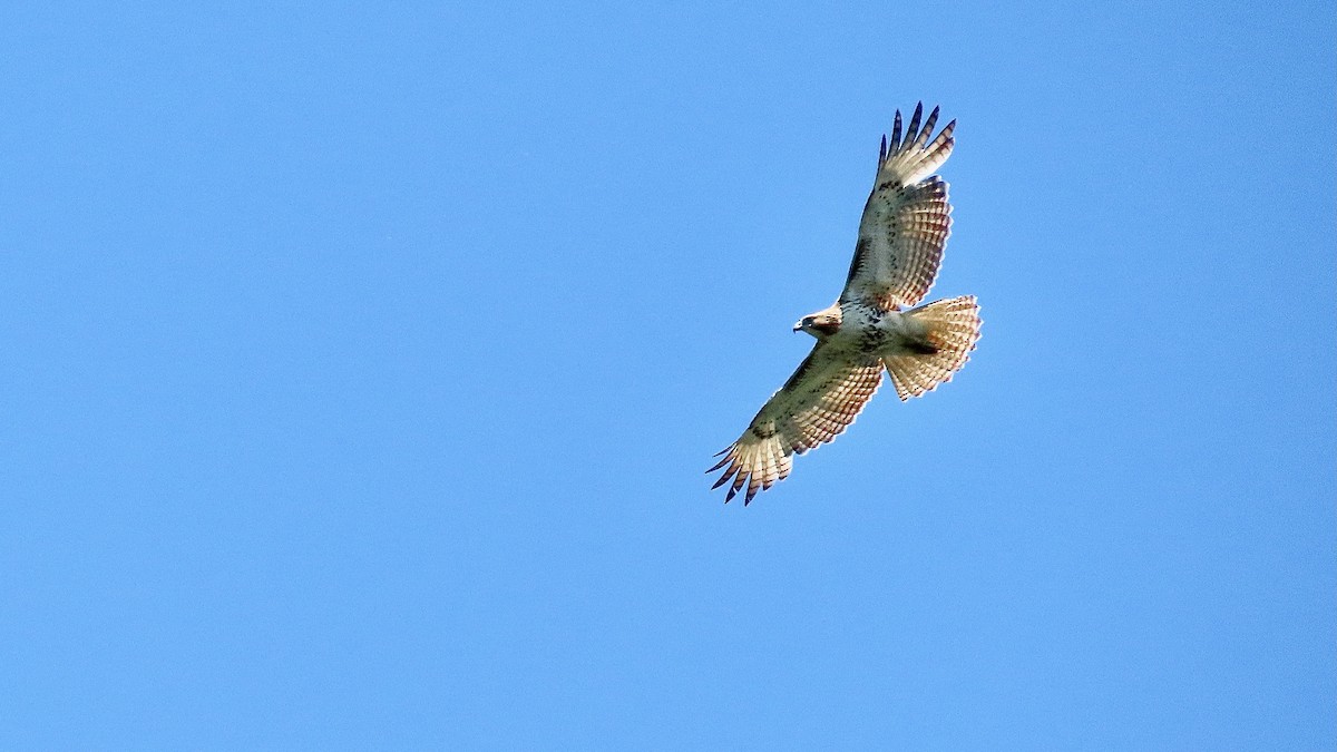 Red-tailed Hawk - ML637602085
