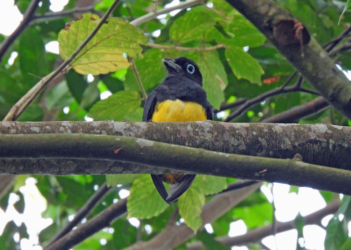 Black-headed Trogon - ML637602089