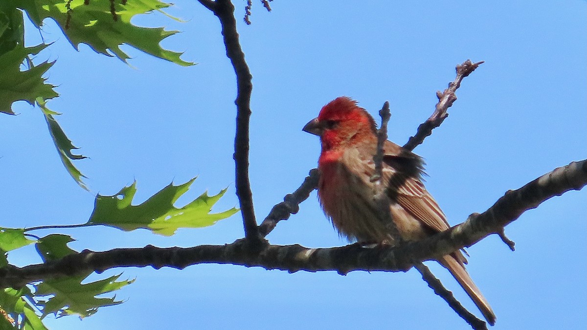 House Finch - ML637602101