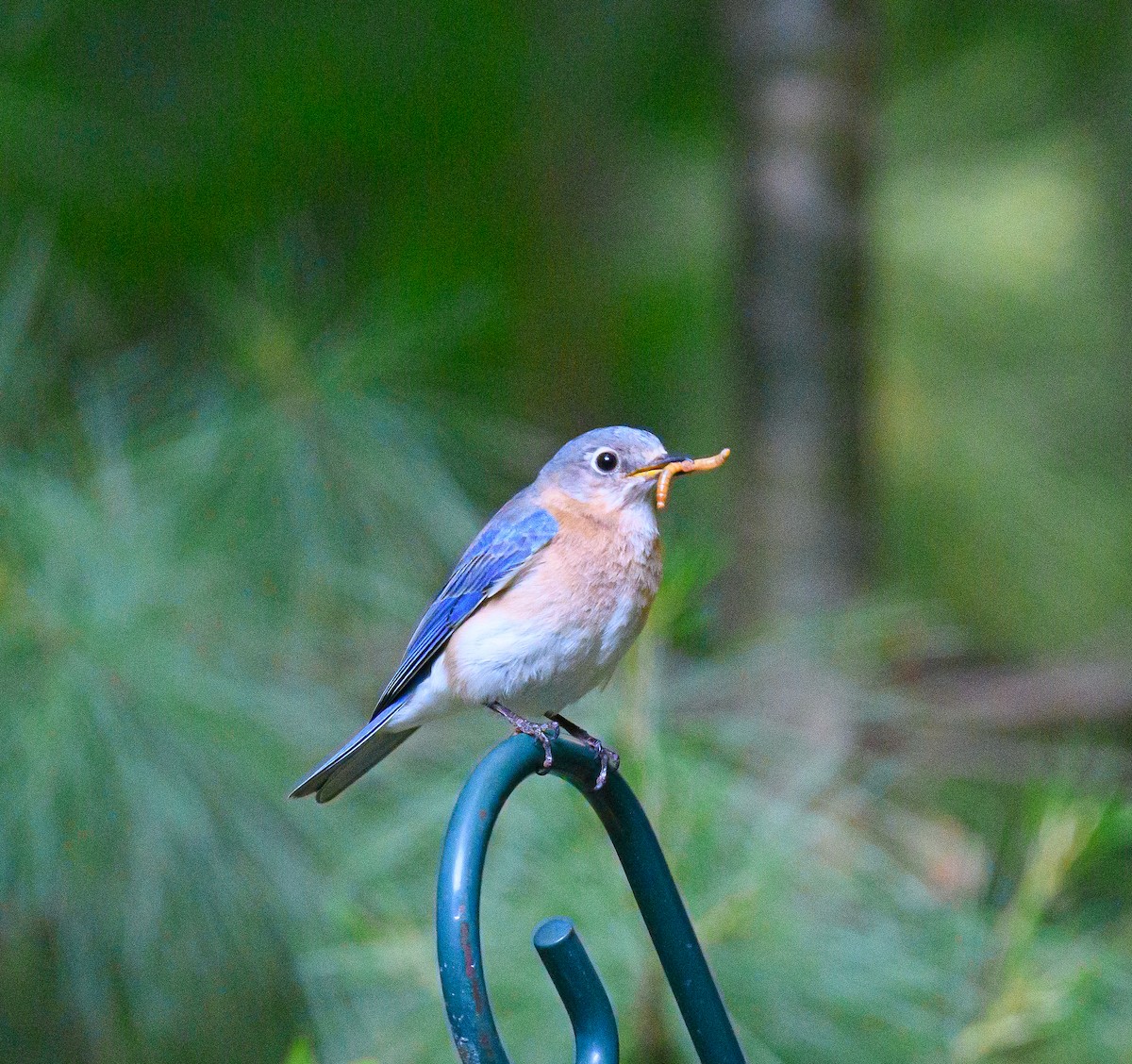 Eastern Bluebird - ML637602102