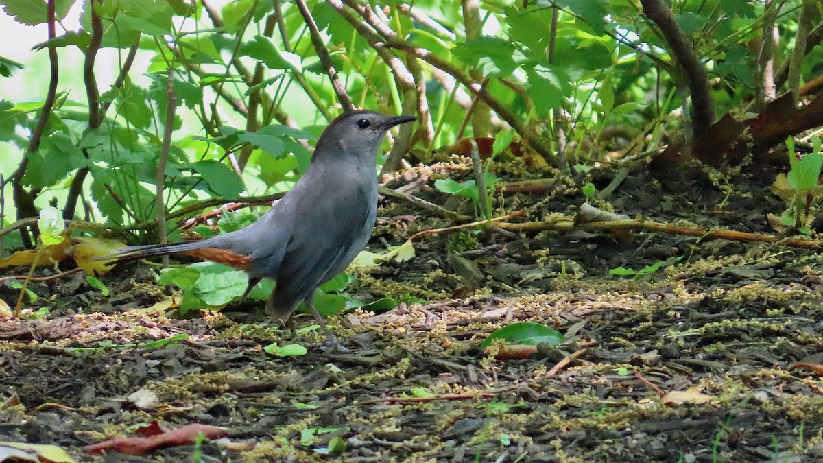 Gray Catbird - ML637602118