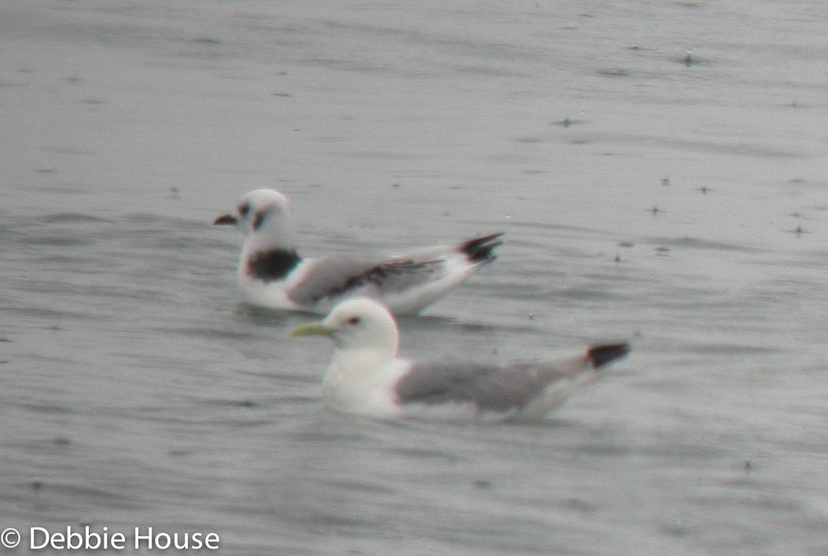 Black-legged Kittiwake - ML637602133