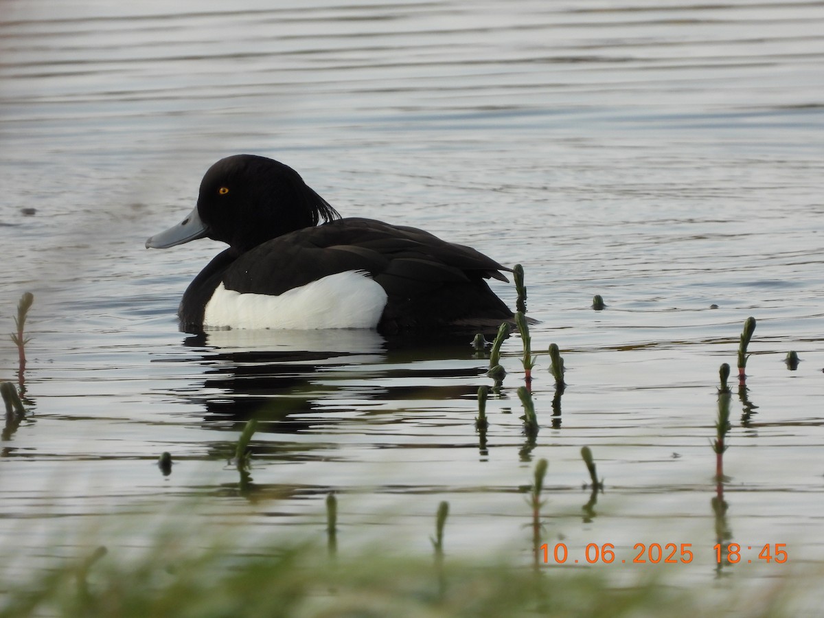 Tufted Duck - ML637602141