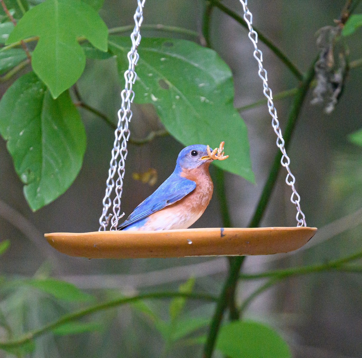Eastern Bluebird - ML637602145