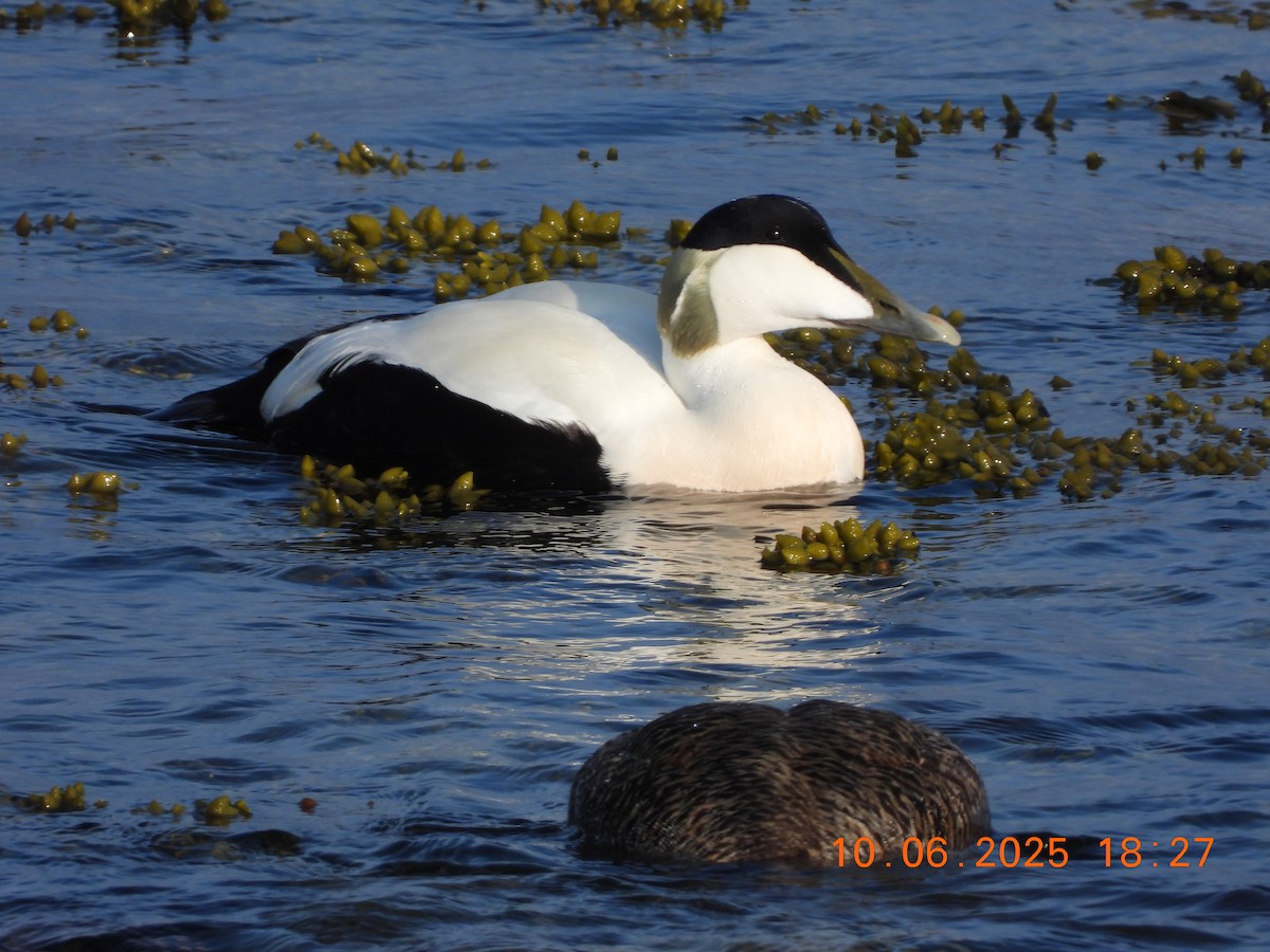Common Eider - ML637602165