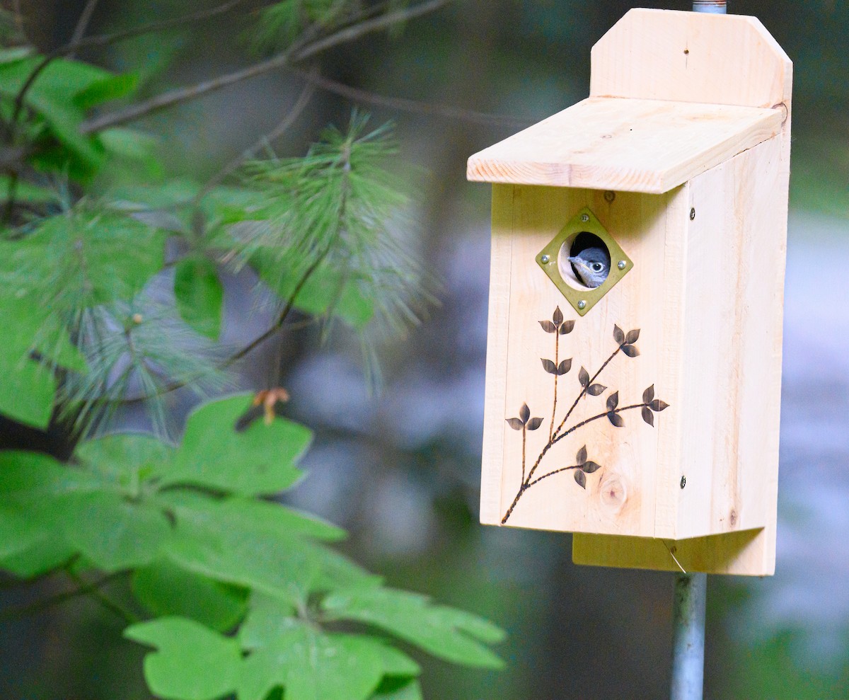 Eastern Bluebird - ML637602166