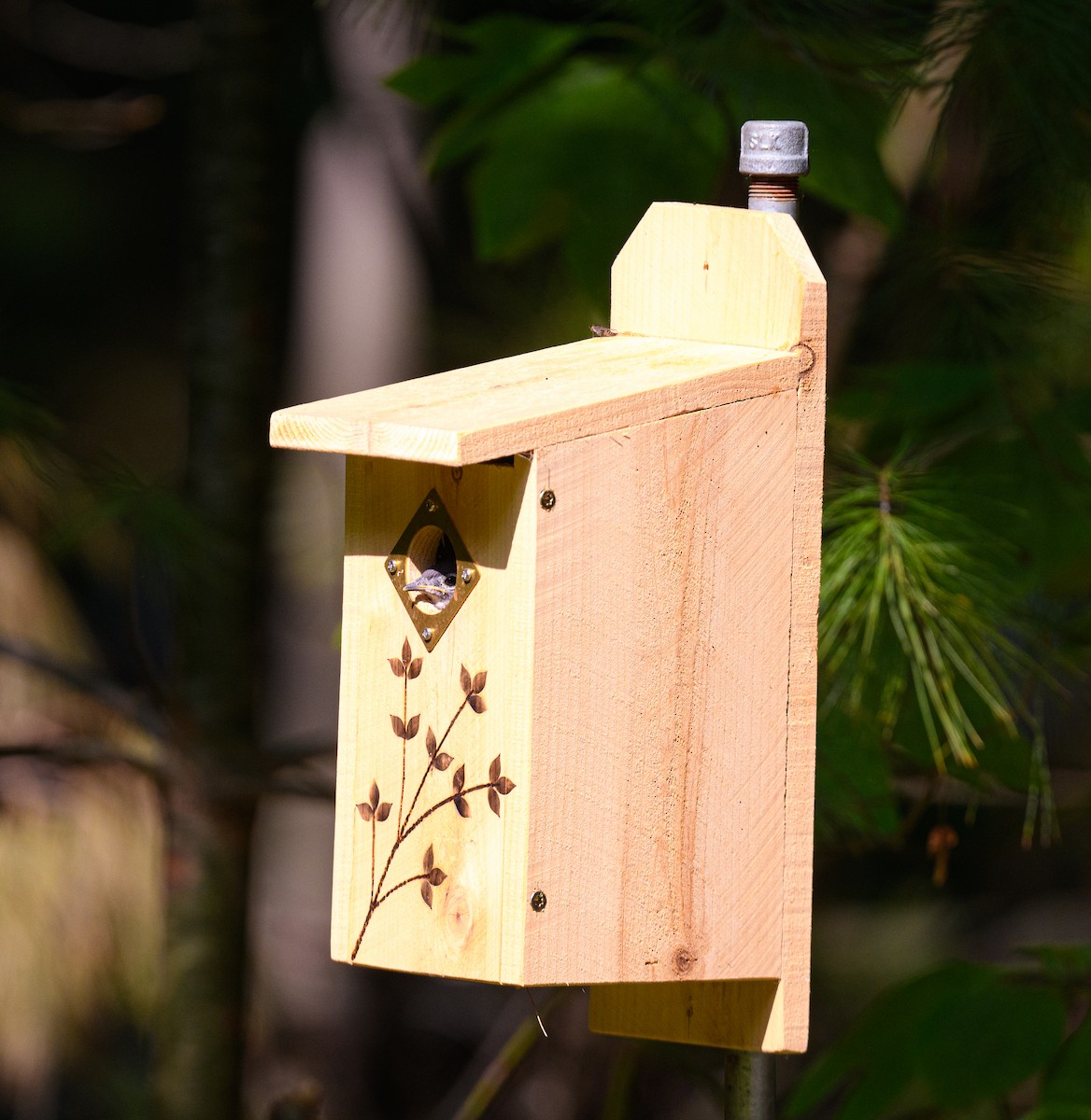 Eastern Bluebird - ML637602190