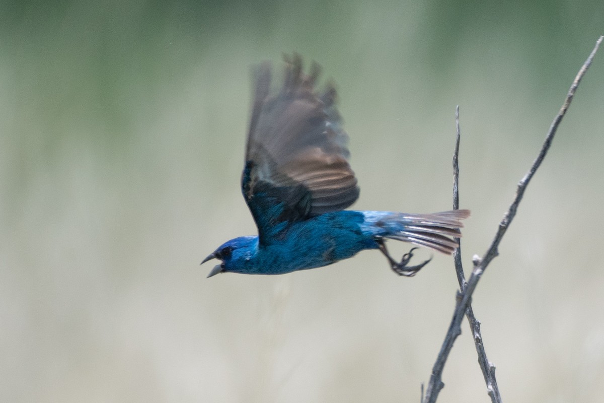 Indigo Bunting - ML637602208