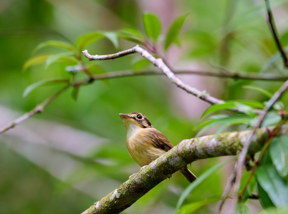 White-throated Spadebill - ML637602212