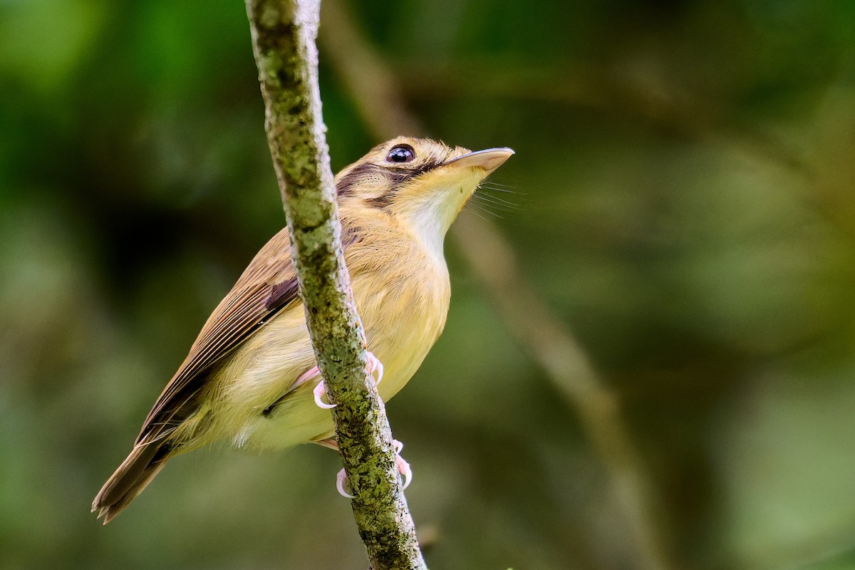 White-throated Spadebill - ML637602222